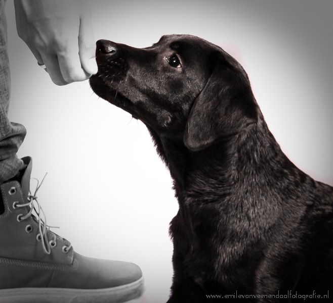 Een zwarte puppy kijkt omhoog naar de hand van een persoon, naast een grijze sneaker, op een effen achtergrond.
