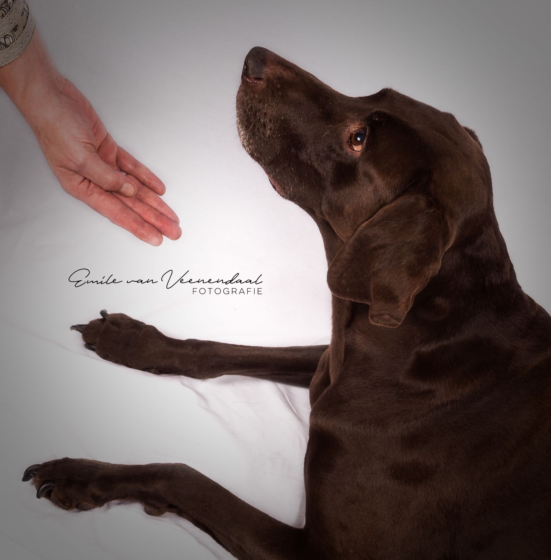 Een bruine hond ligt op een witte achtergrond, met zijn neus naar de uitgestrekte hand van een persoon gericht.