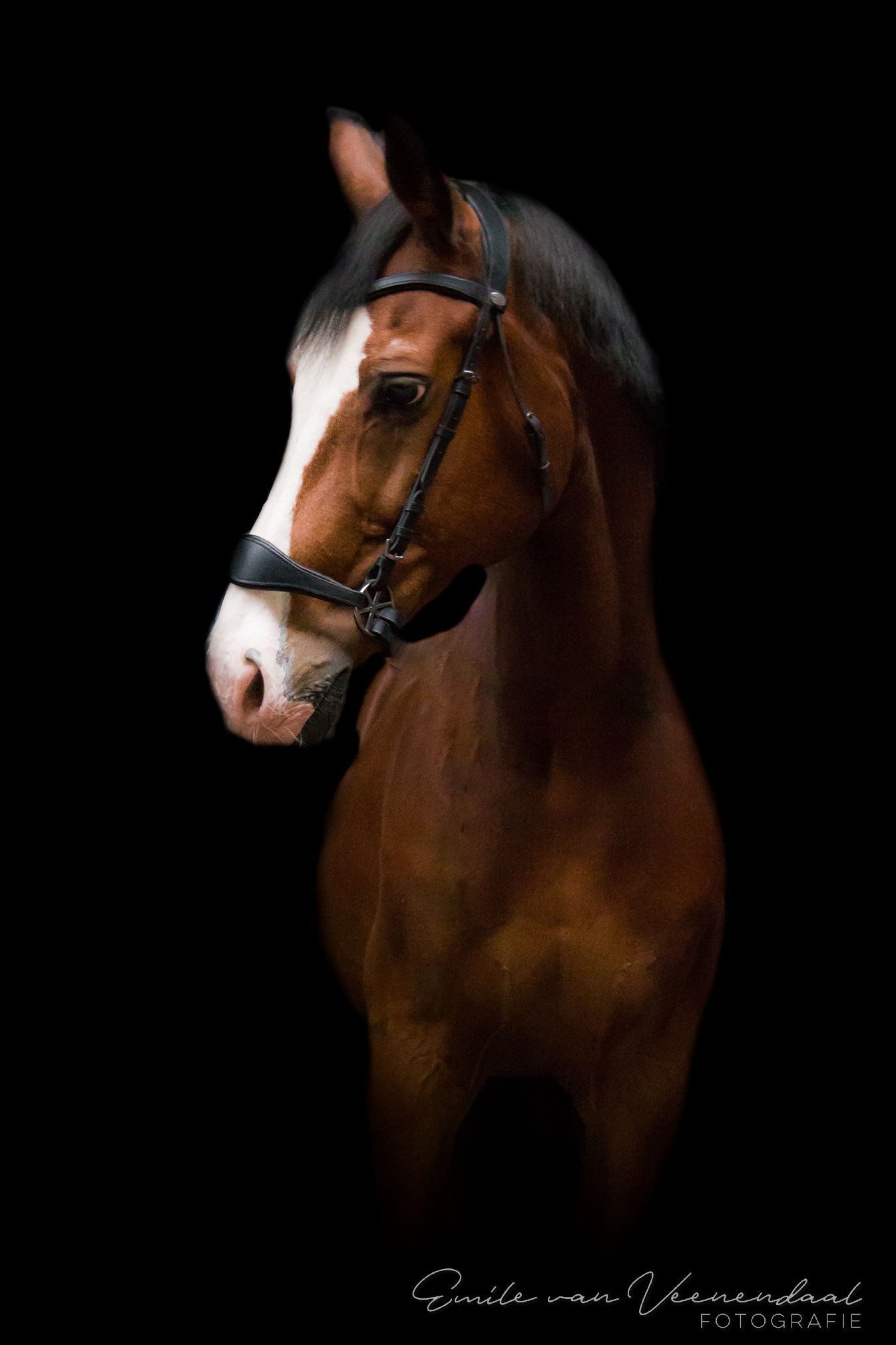 Een kastanjebruin paard met hoofdstel tegen een zwarte achtergrond, het hoofd iets naar links gedraaid.