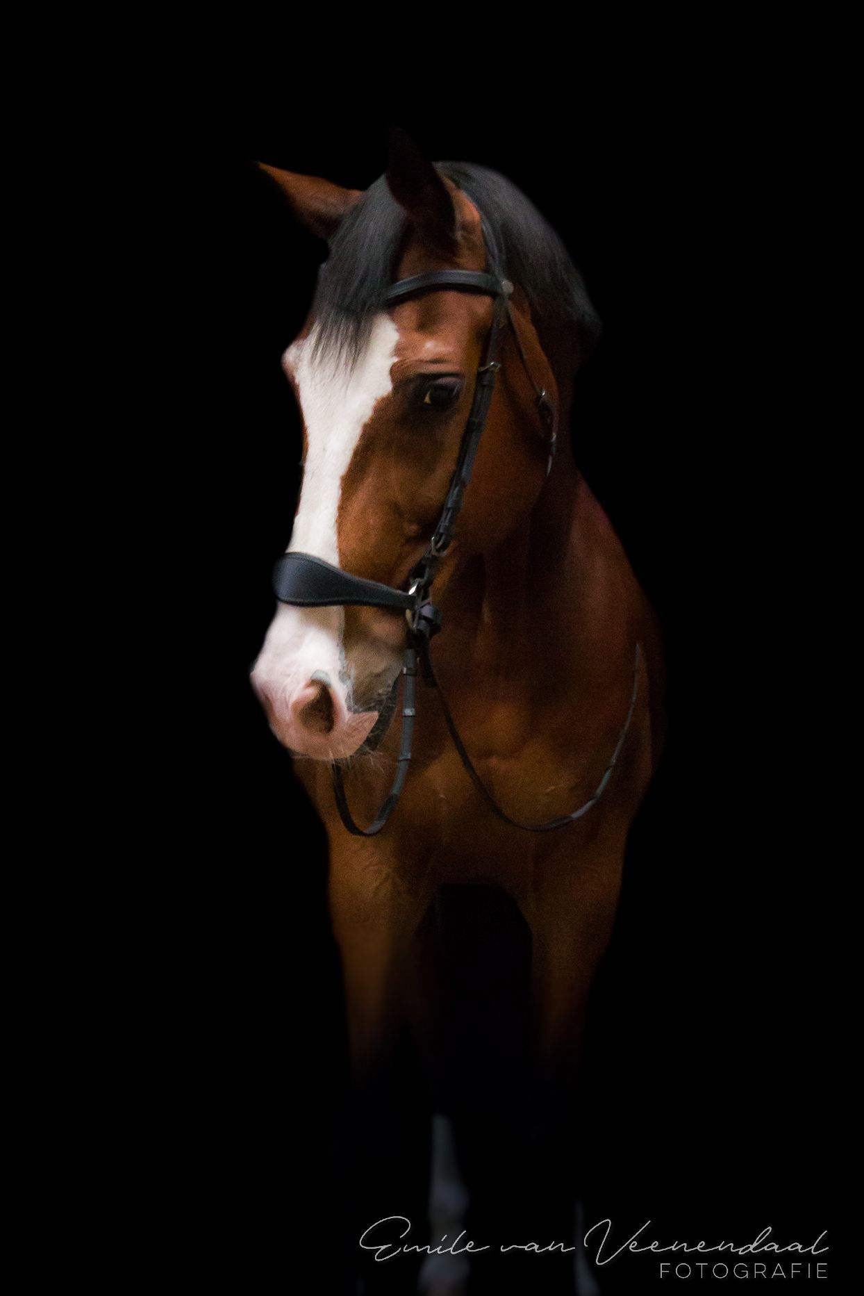Bruin paard met witte bles en zwarte manen, met hoofdstel, tegen een zwarte achtergrond.