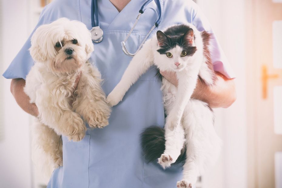 ambulatorio veterinario