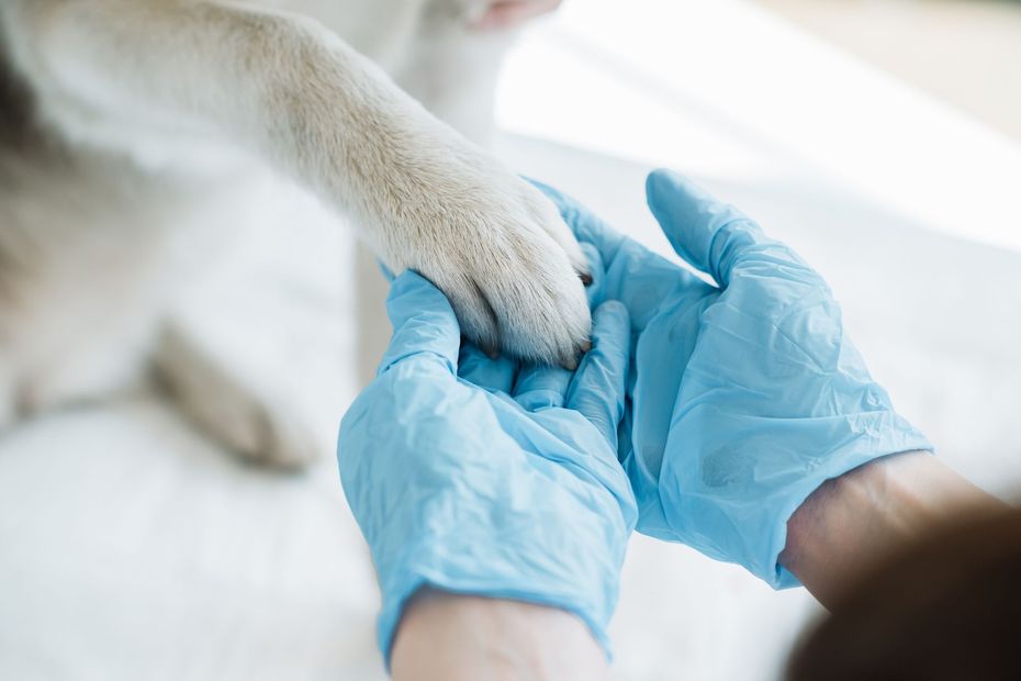 ambulatorio veterinario con visite domiciliari