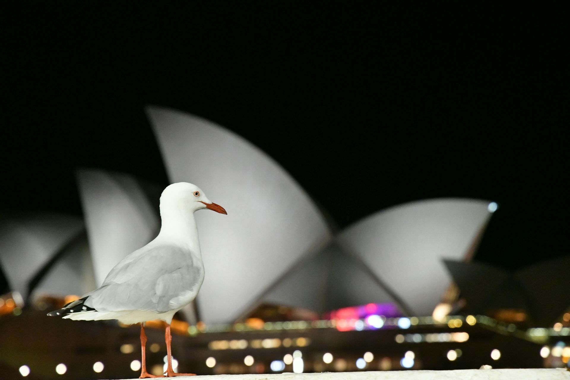 Seagull in foreground with Sydney Opera House lit up at night in the background