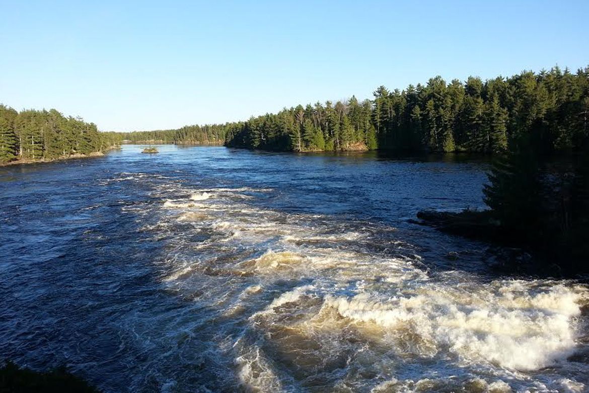 A wide river with turbulent whitewater rapids flowing between dense, green coniferous forests under a clear blue sky.