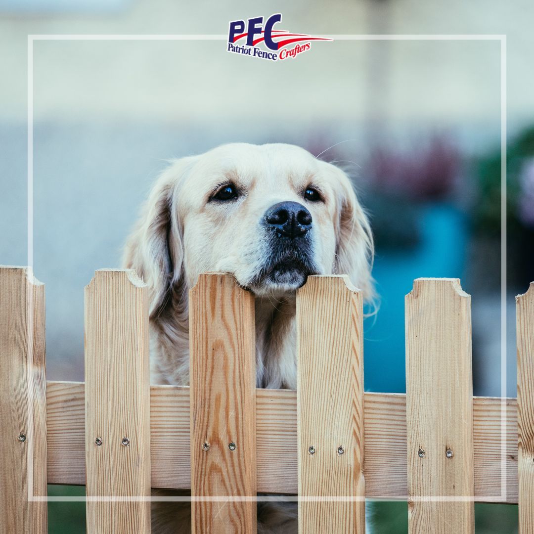 Golden retriever peeking over a wooden fence with a soft blue background