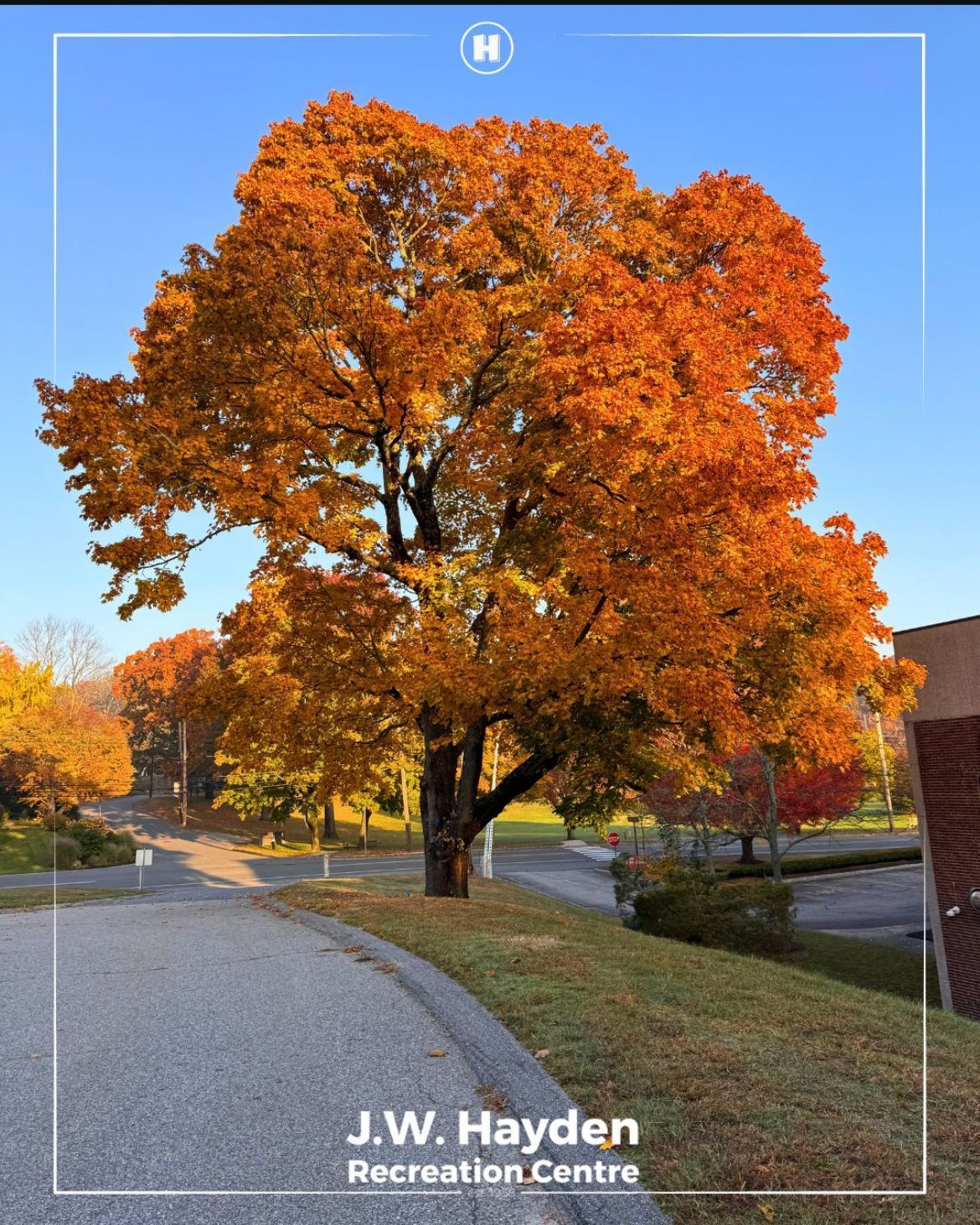 Autumn tree with bright orange leaves beside a paved path at J.W. Hayden Recreation Centre