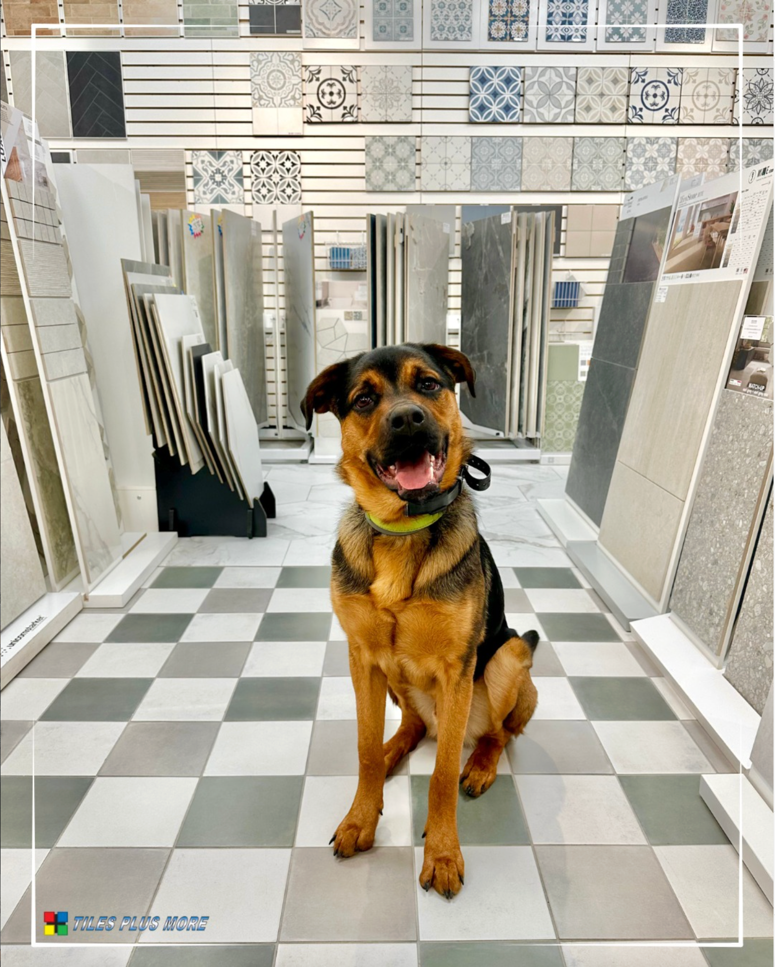 Brown-and-black dog sitting on a checkered floor in a bright store aisle with rugs displayed behind it