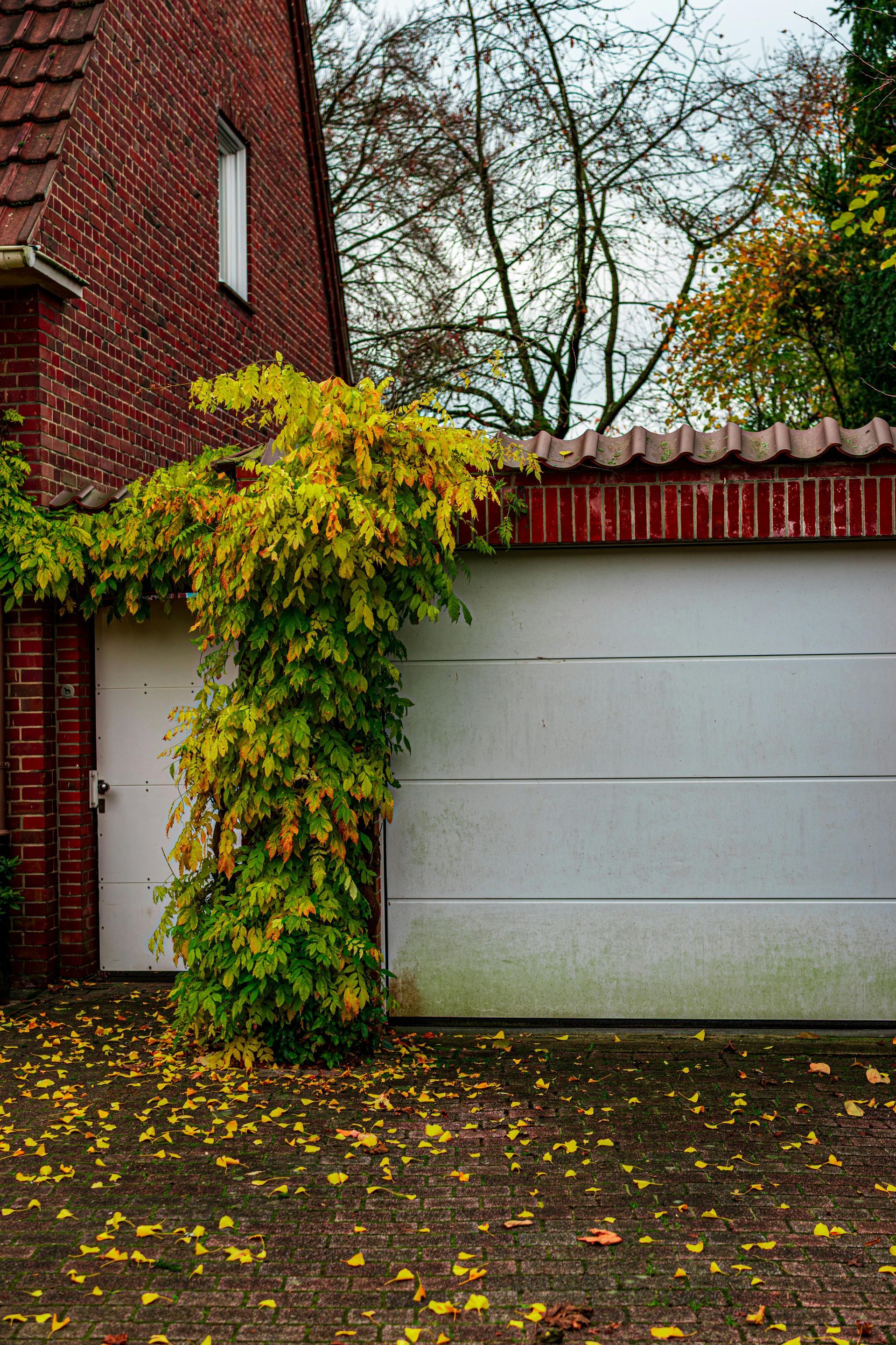 Maison en briques à côté d'une porte de garage blanche, recouverte de lierre jaune-vert, avec des feuilles d'automne humides au sol.