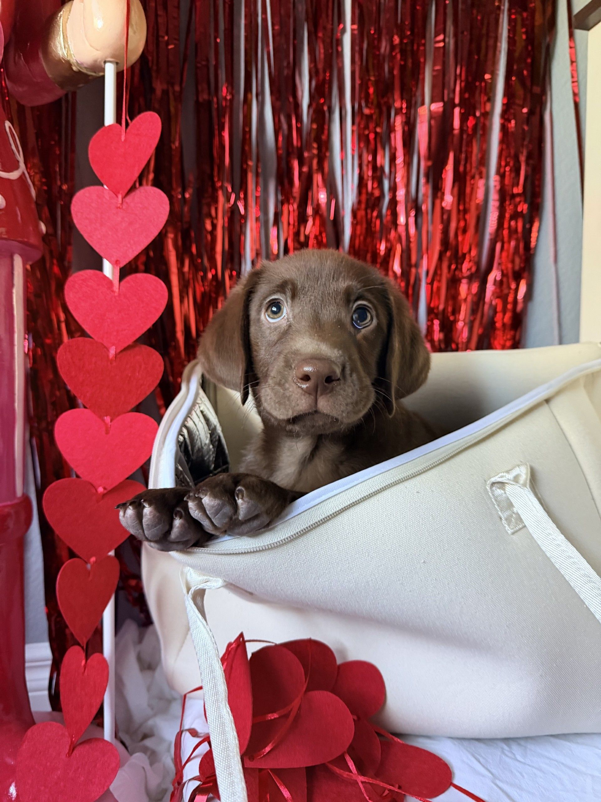 Chocolate lab puppy with The Stever Co insulated tote bag lifestyle photo