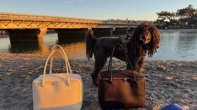 Salt & Stone and Birdie insulated tote bags by The Stever Co with dog at beach sunset