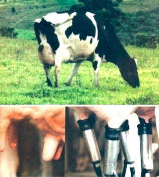 Uma vaca leiteira preta e branca pastando em um campo, ao lado de closes das tetas da vaca e de um acessório de ordenhadeira.
