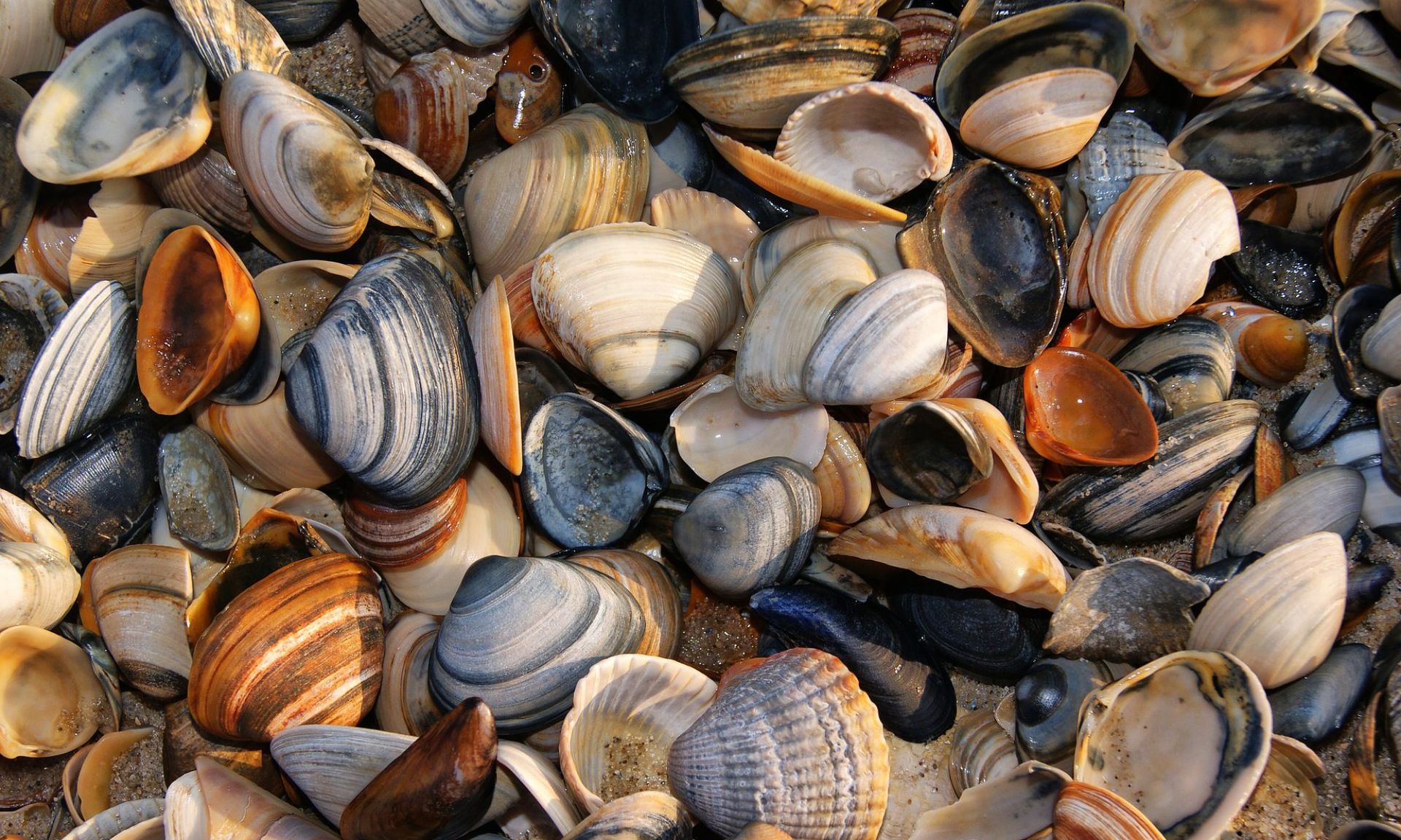 Schelpen als bodembedekker
