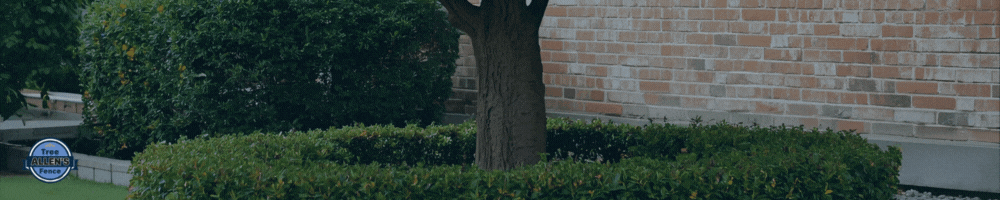 Tree trunk surrounded by square-shaped hedge, with brick wall background.