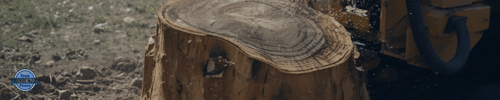 Close-up of a tree stump with visible rings; a yellow machine is partially visible to the right.