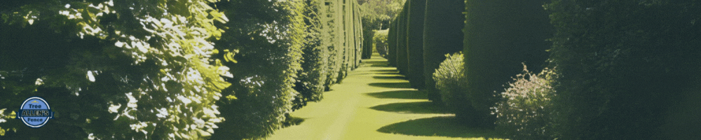 A long, green pathway framed by tall, dark green trees by Allen's Tree and Fence.
