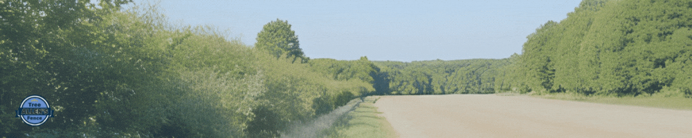 Road through a forest with greenery on both sides, under a blue sky.