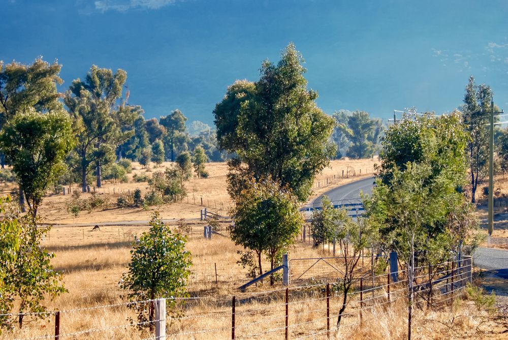 The Australian Outback Showing Landscape and Foliage — O'Brien Carglass & Tinting in Tolga, QLD