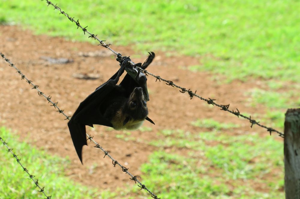 Carglass & Tinting Auto Glass in Mareeba
