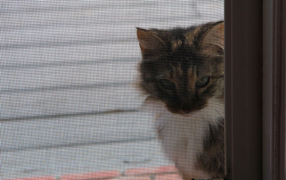 Cat Peering Through a Screen Door, Brown Tabby Pattern Visible — All Security Screens & Repairs In Bungalow, QLD