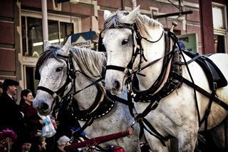 texas horses