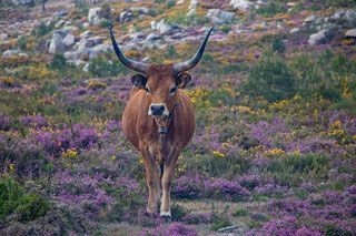 texas longhorn