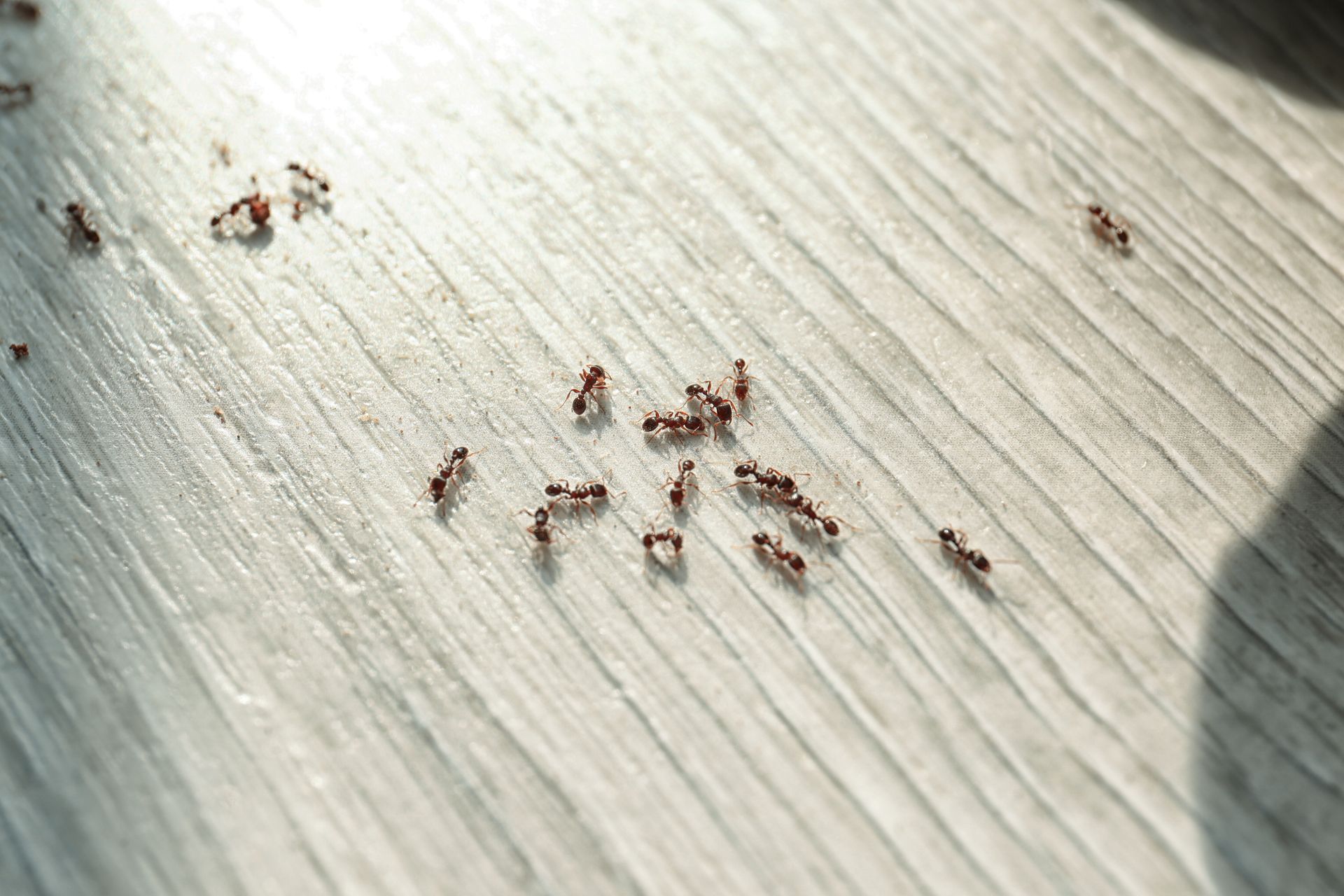 Ant control idaho falls homes
