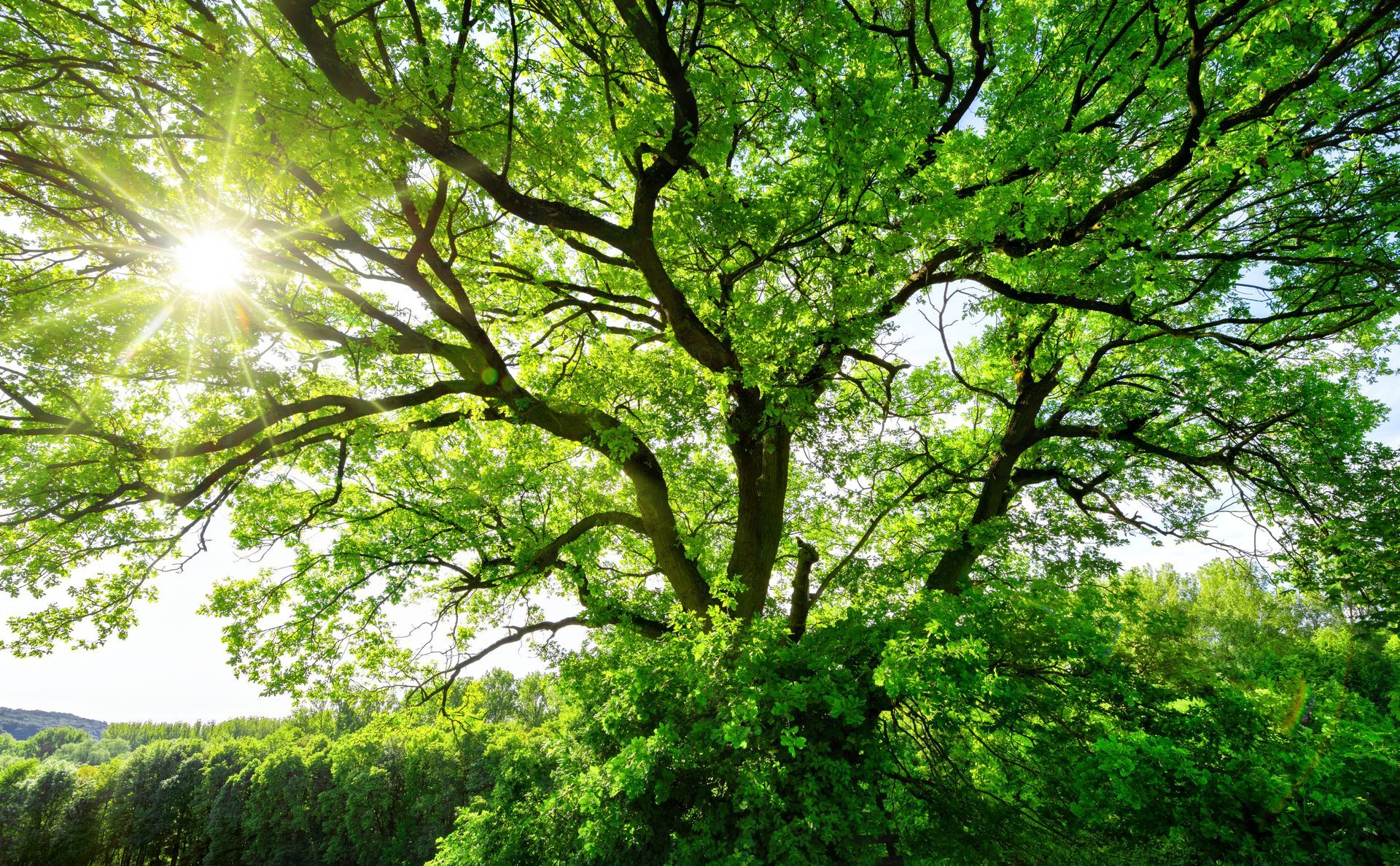 Sunlit green tree canopy over a lush yard on a bright day