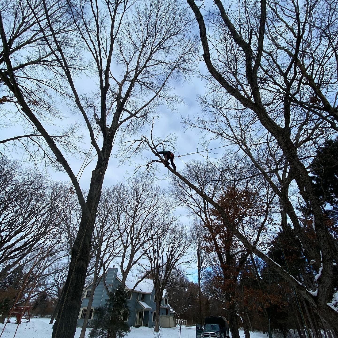 A person is climbing a tree in the snow
