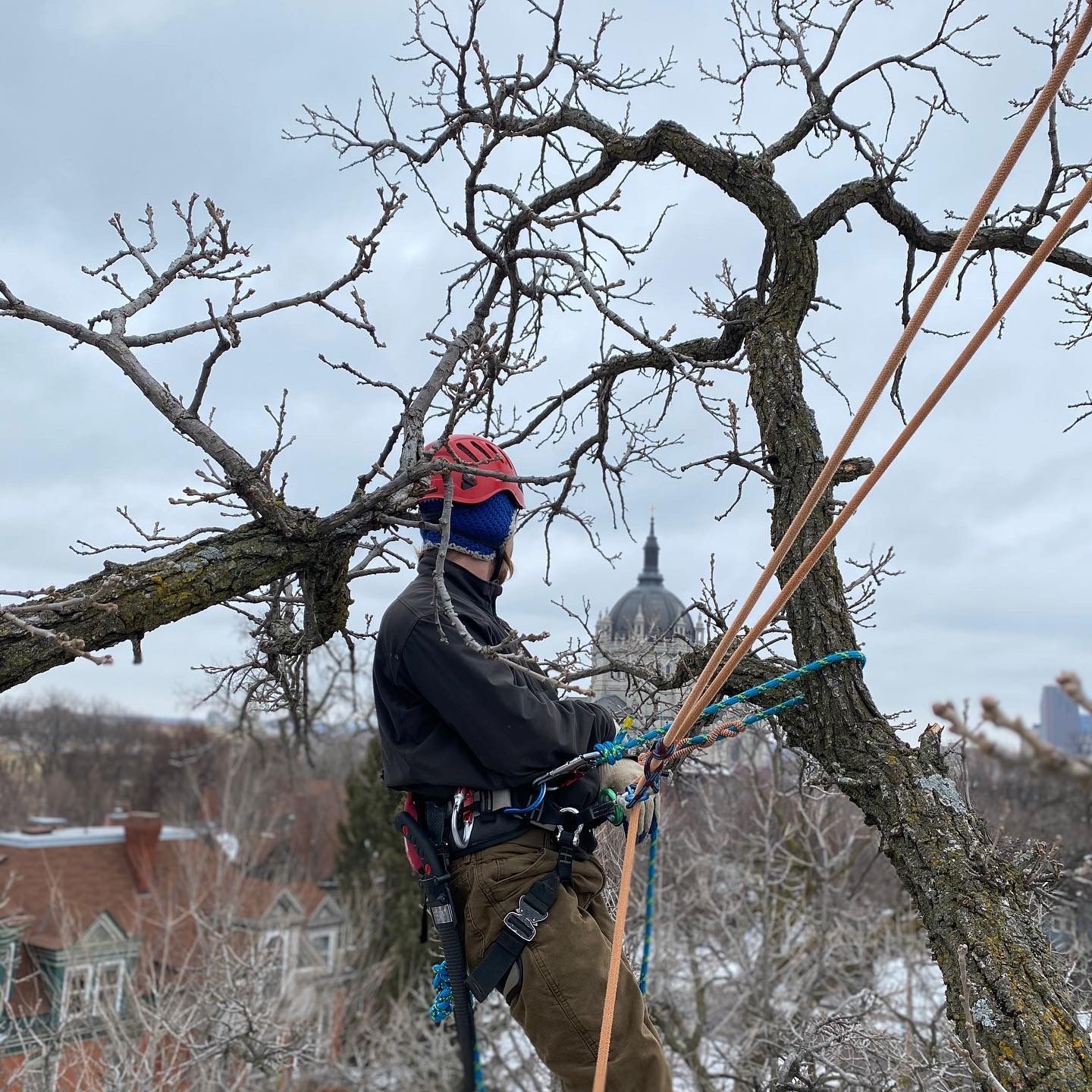 Tree Maintenance