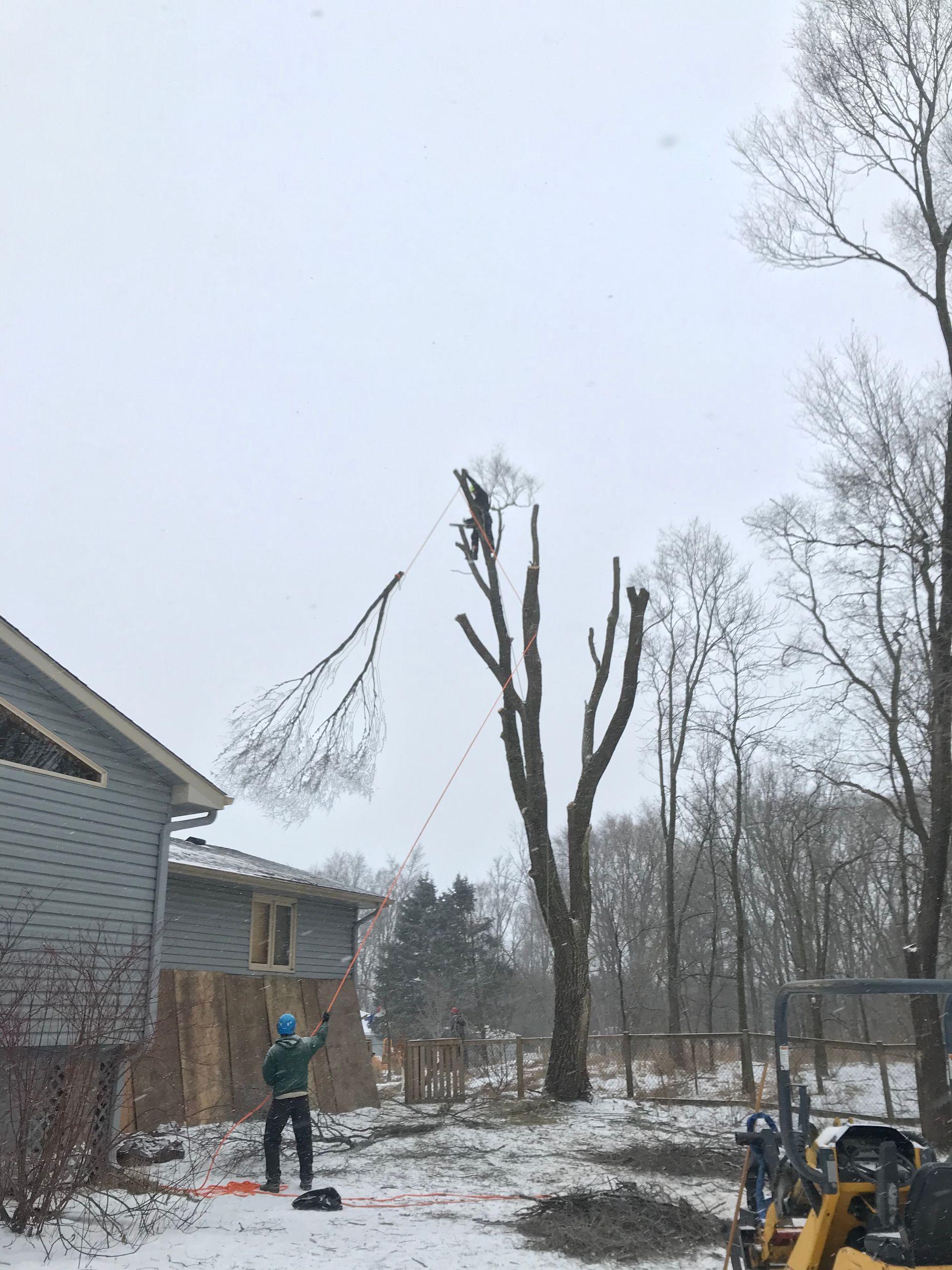 Tree Maintenance