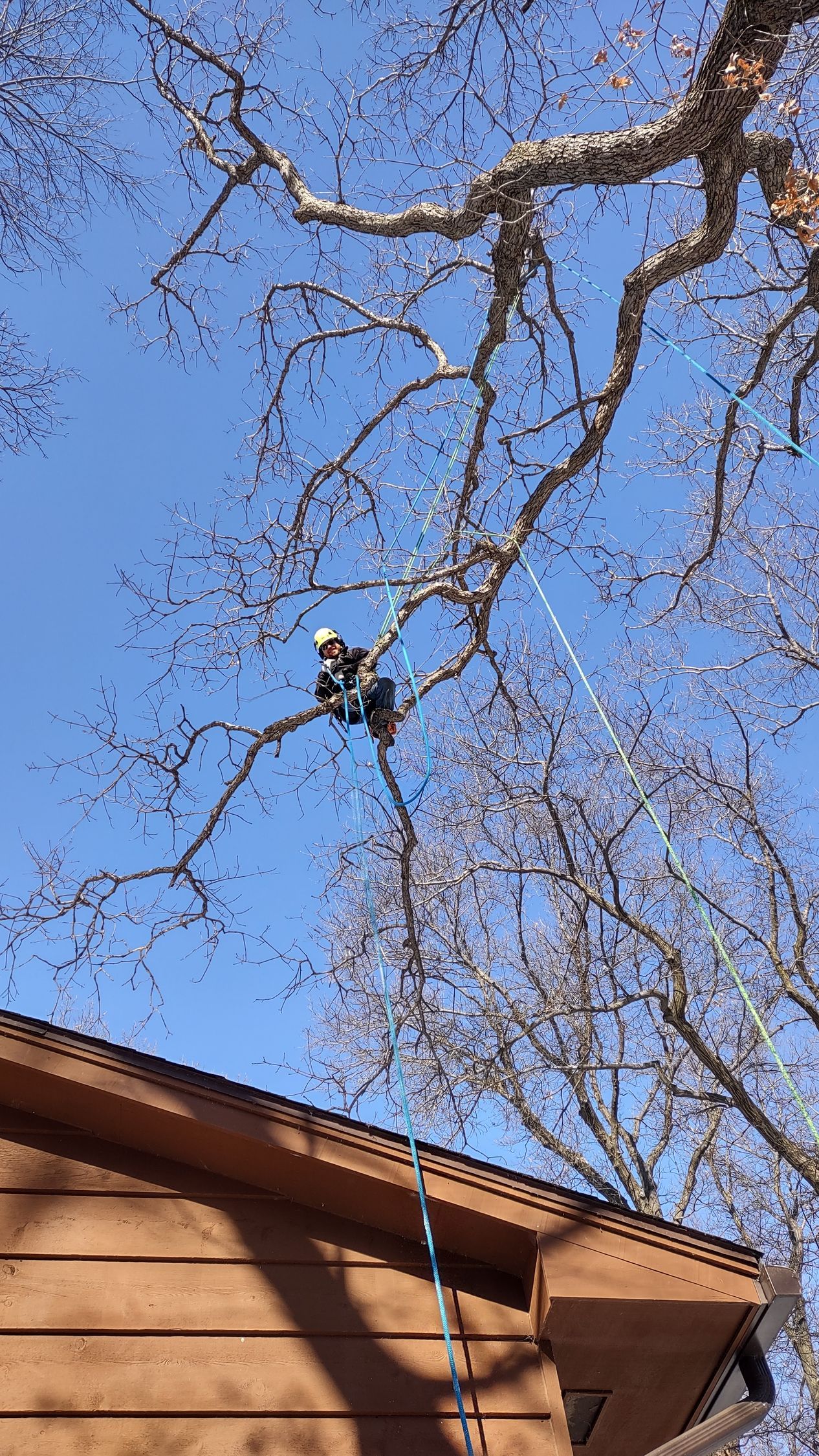 A man is climbing a tree next to a house.