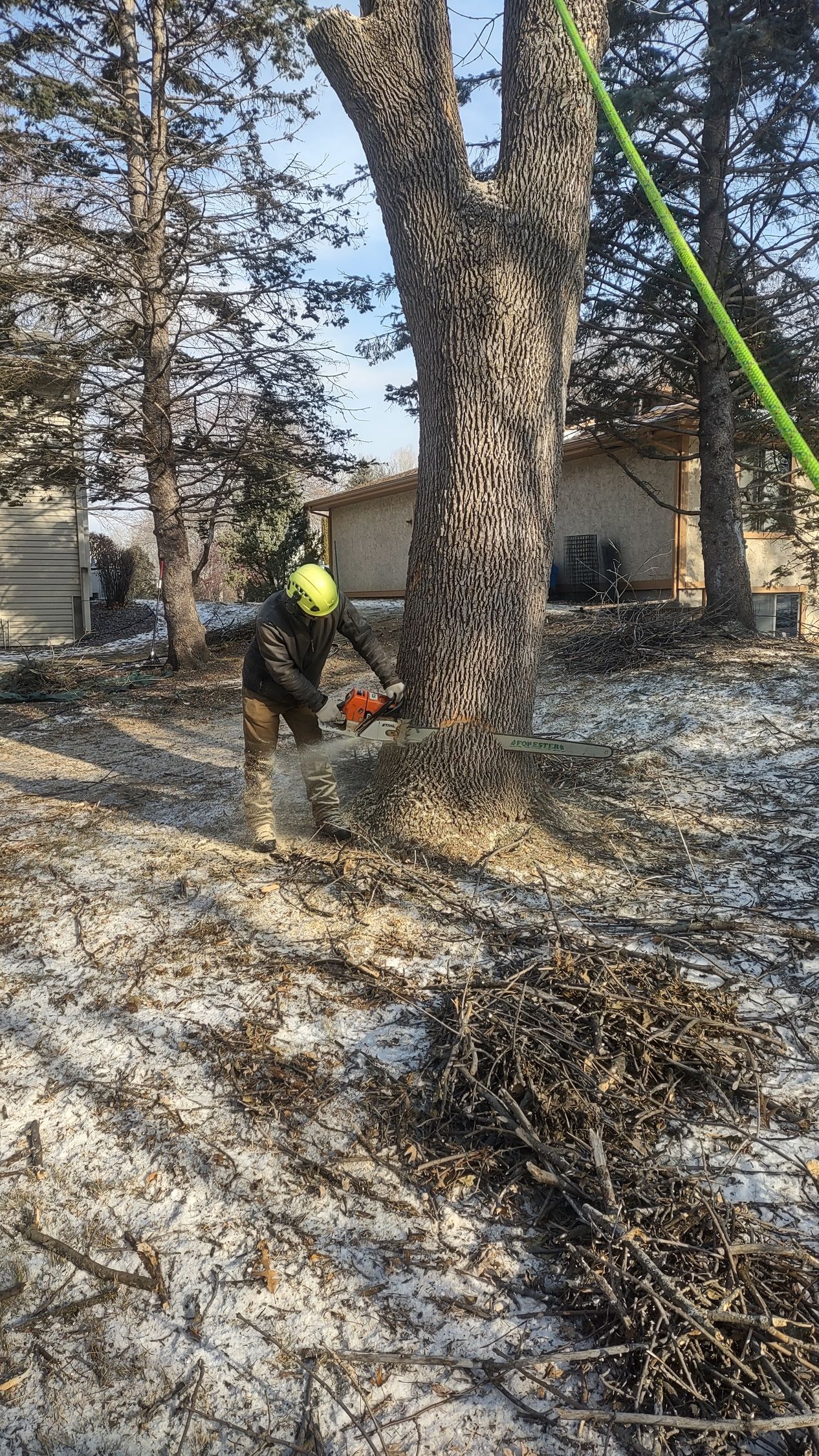 Tree Removals