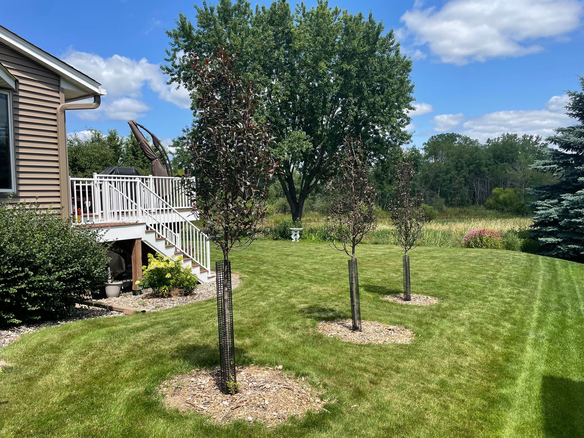 A small tree is growing in a yard next to a green fence.