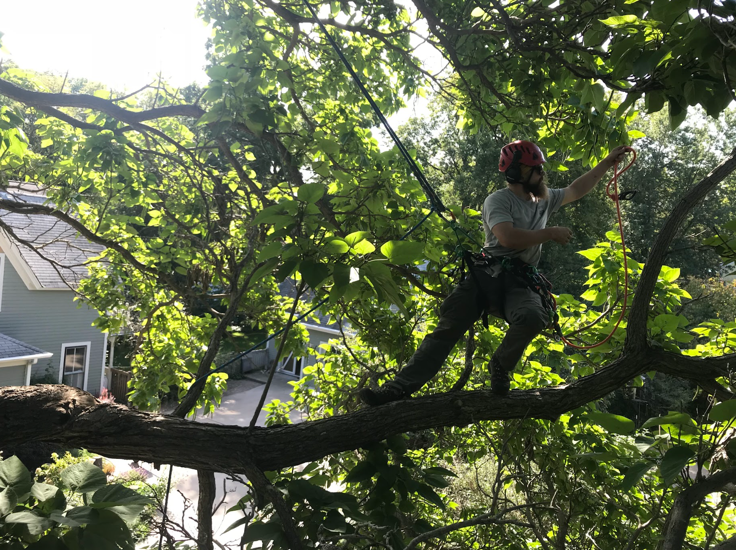 A man is standing on a tree branch.