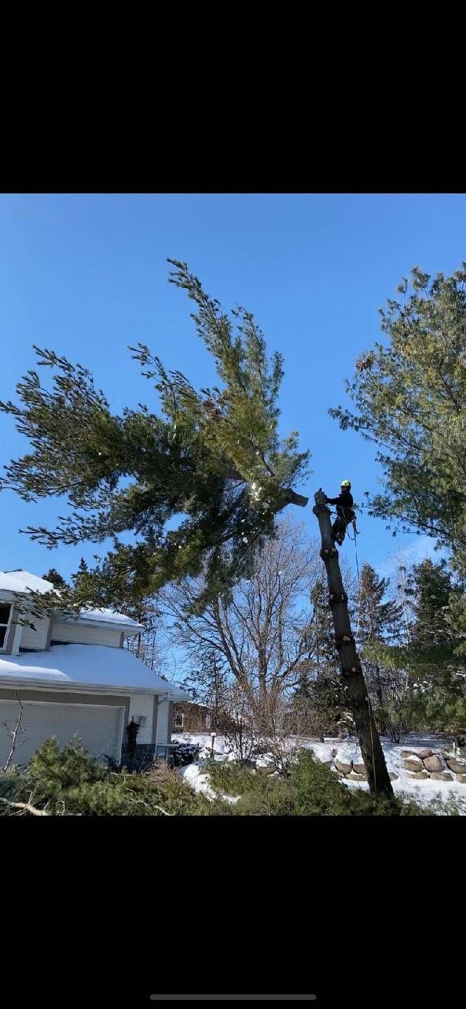 A man is climbing a tree in front of a house.