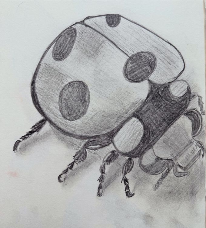 tekening van een lieveheersbeestje