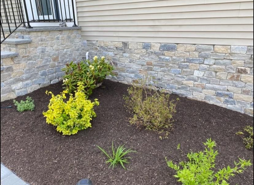 Landscaped garden bed with mulch and various green and yellow bushes, next to a stone wall.