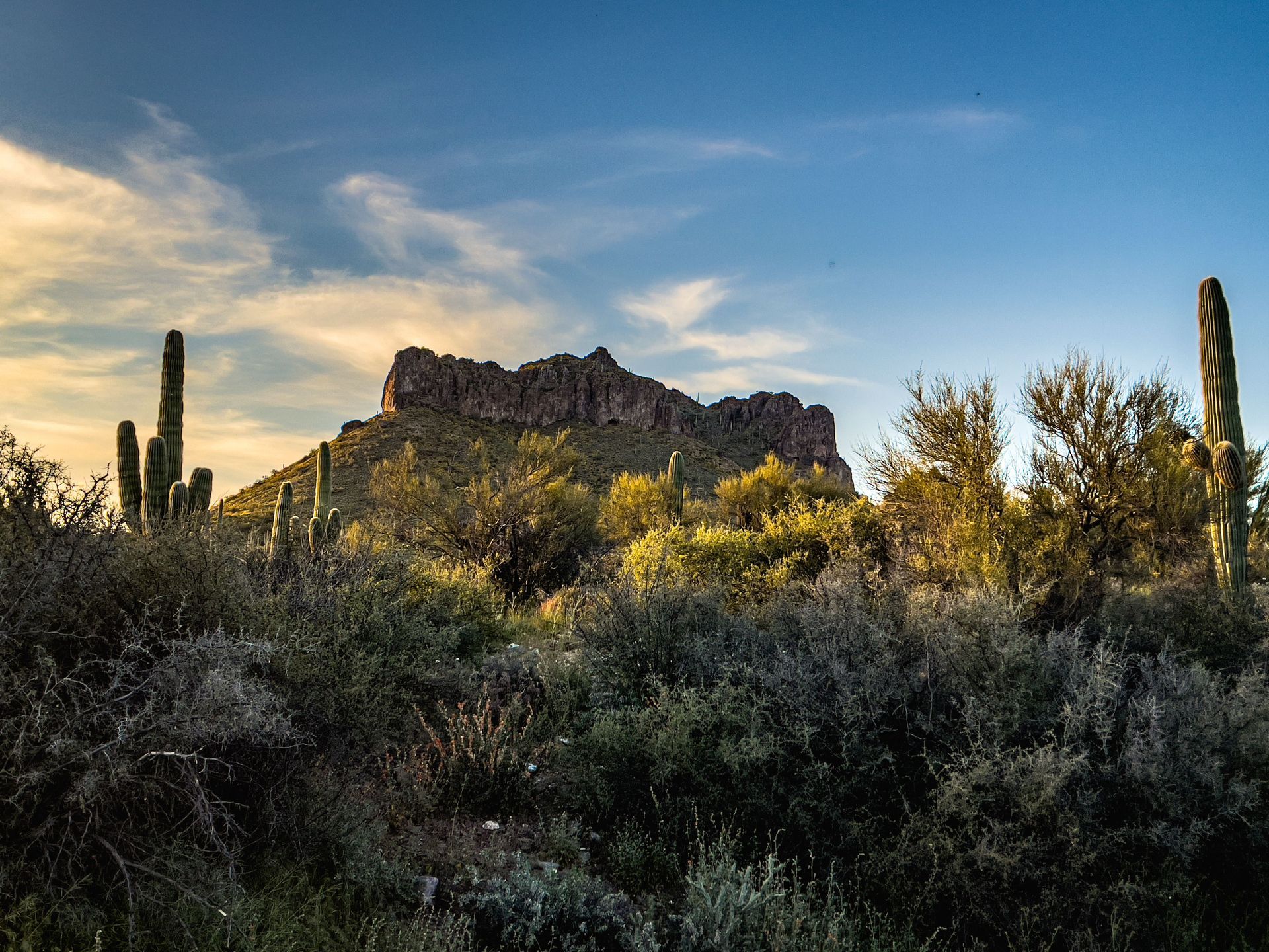 Desert landscape with a rocky mountain, tall cacti, and shrubs under a cloudy sunset sky