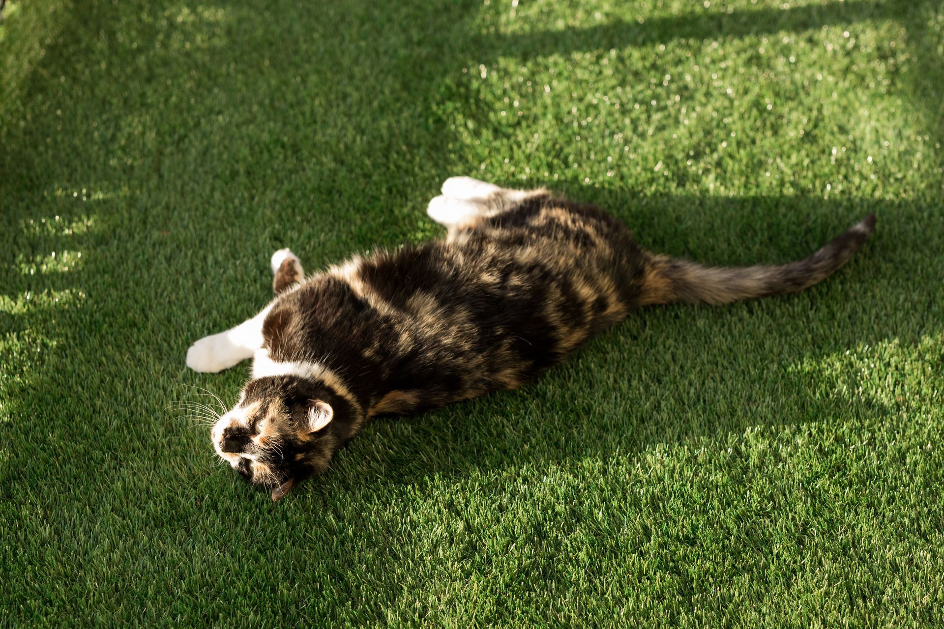 Cat laying on its back in green grass, with calico fur and tail extended.