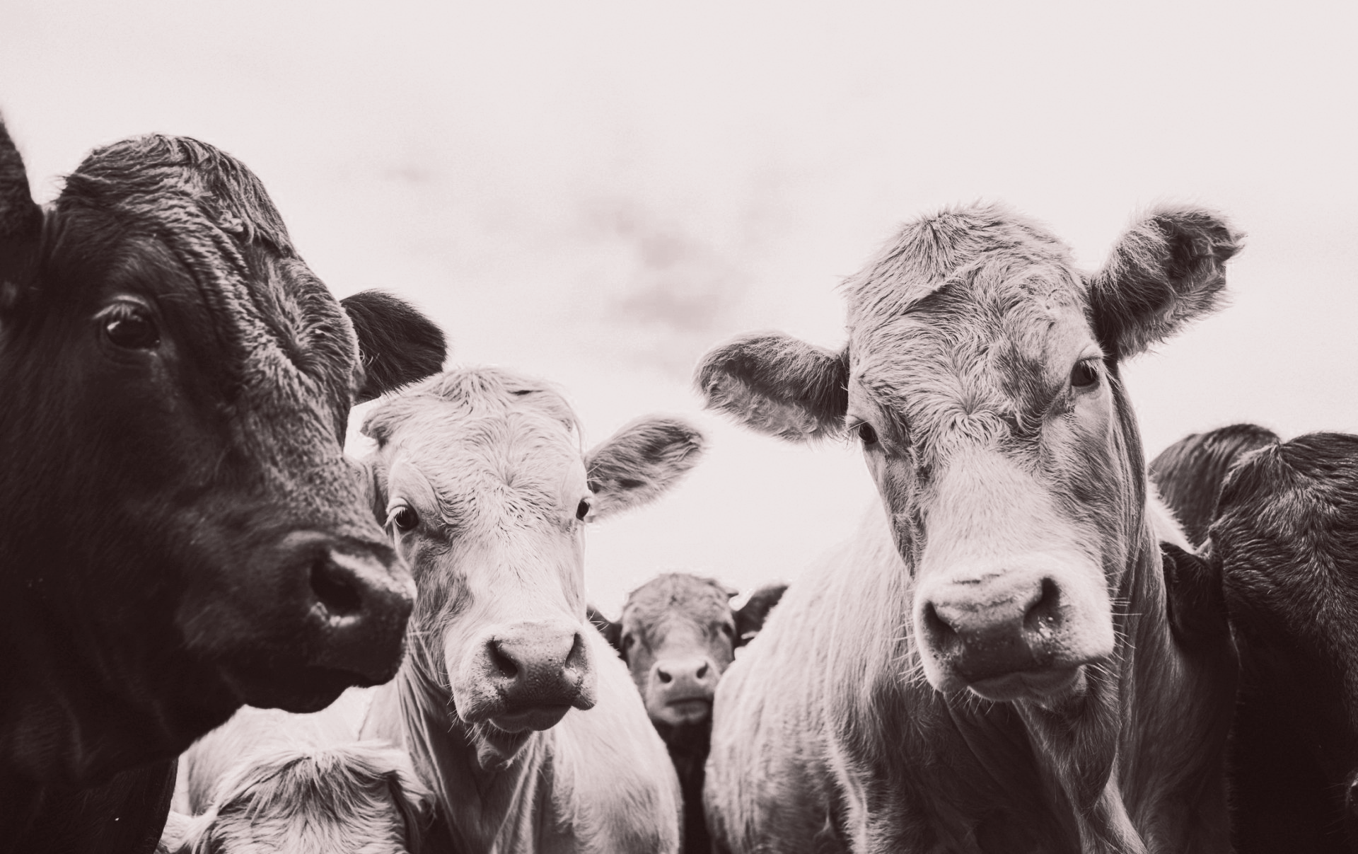 Beef | Winterset, IA | Kirkpatrick Locker