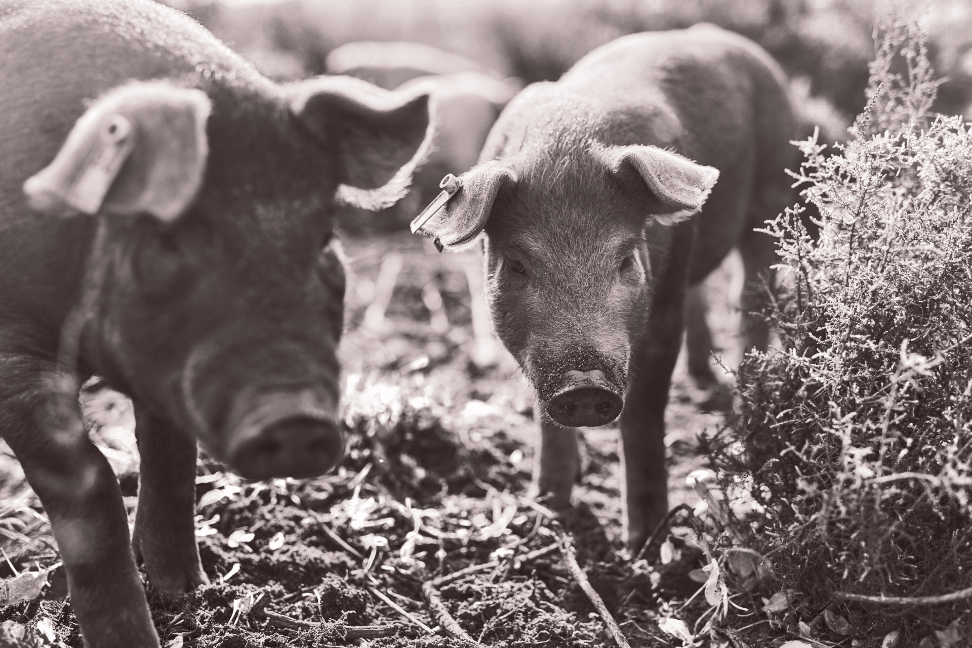 Pork | Winterset, IA | Kirkpatrick Locker