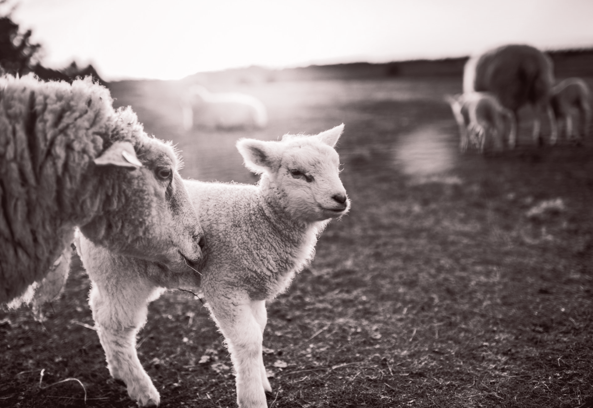 Lamb | Winterset, IA | Kirkpatrick Locker