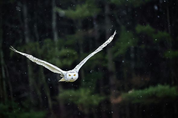 White owl flying toward the camera in a dark, rainy forest