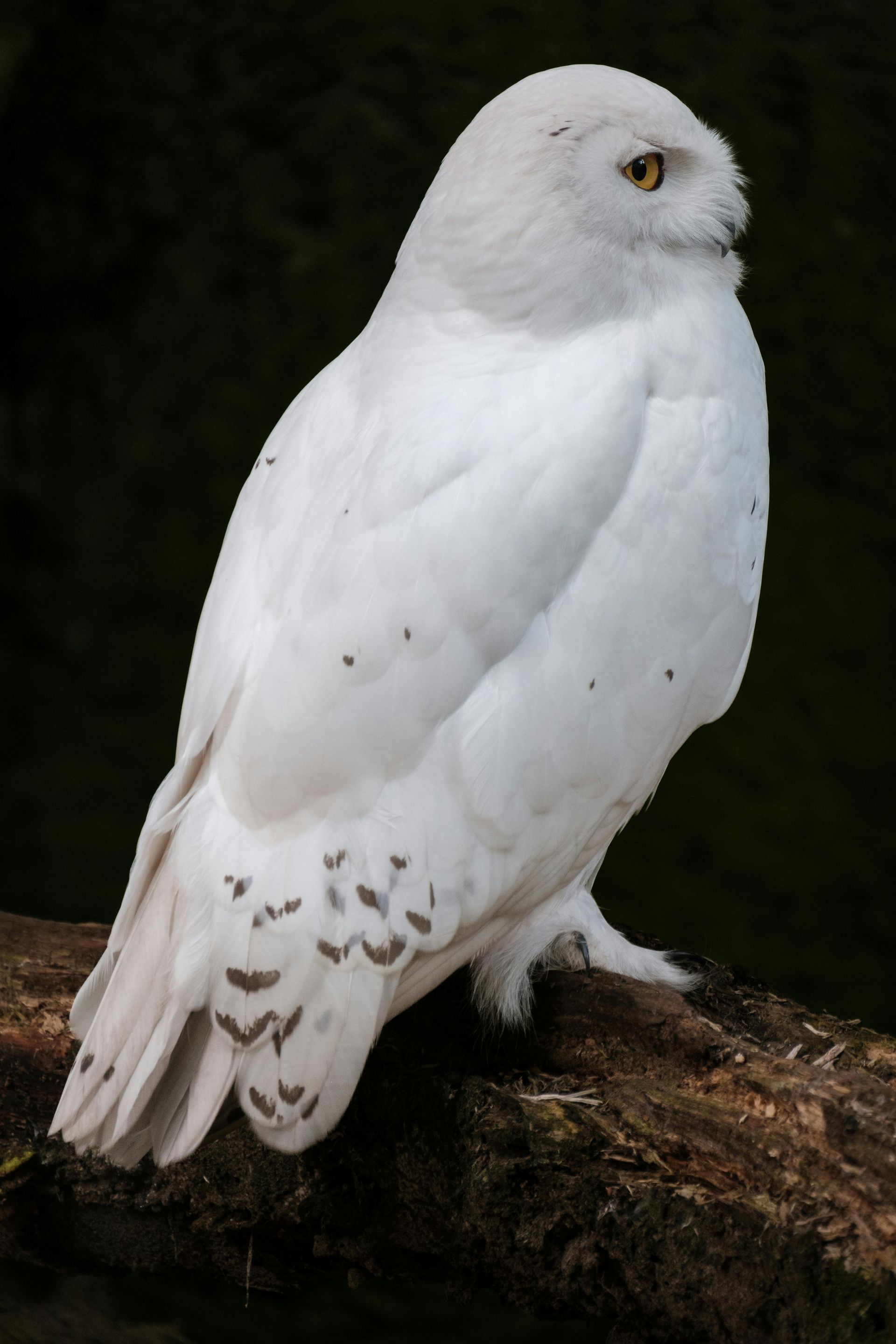White snowy owl perched on a branch against a dark background