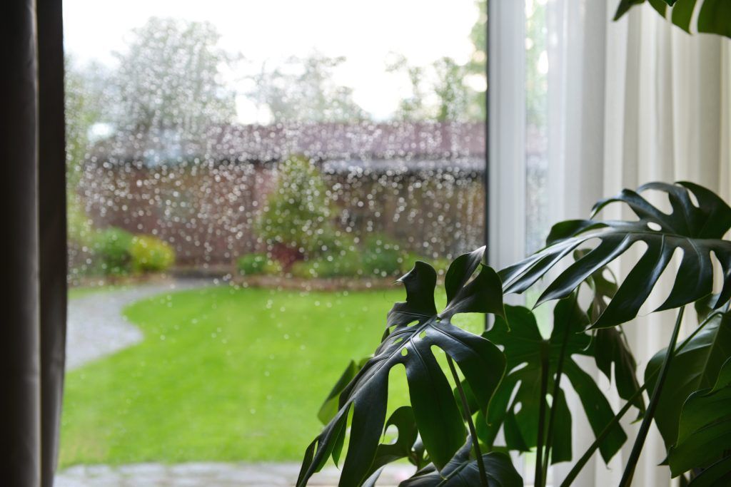 Rainy garden view through a window with green lawn and houseplants in the foreground