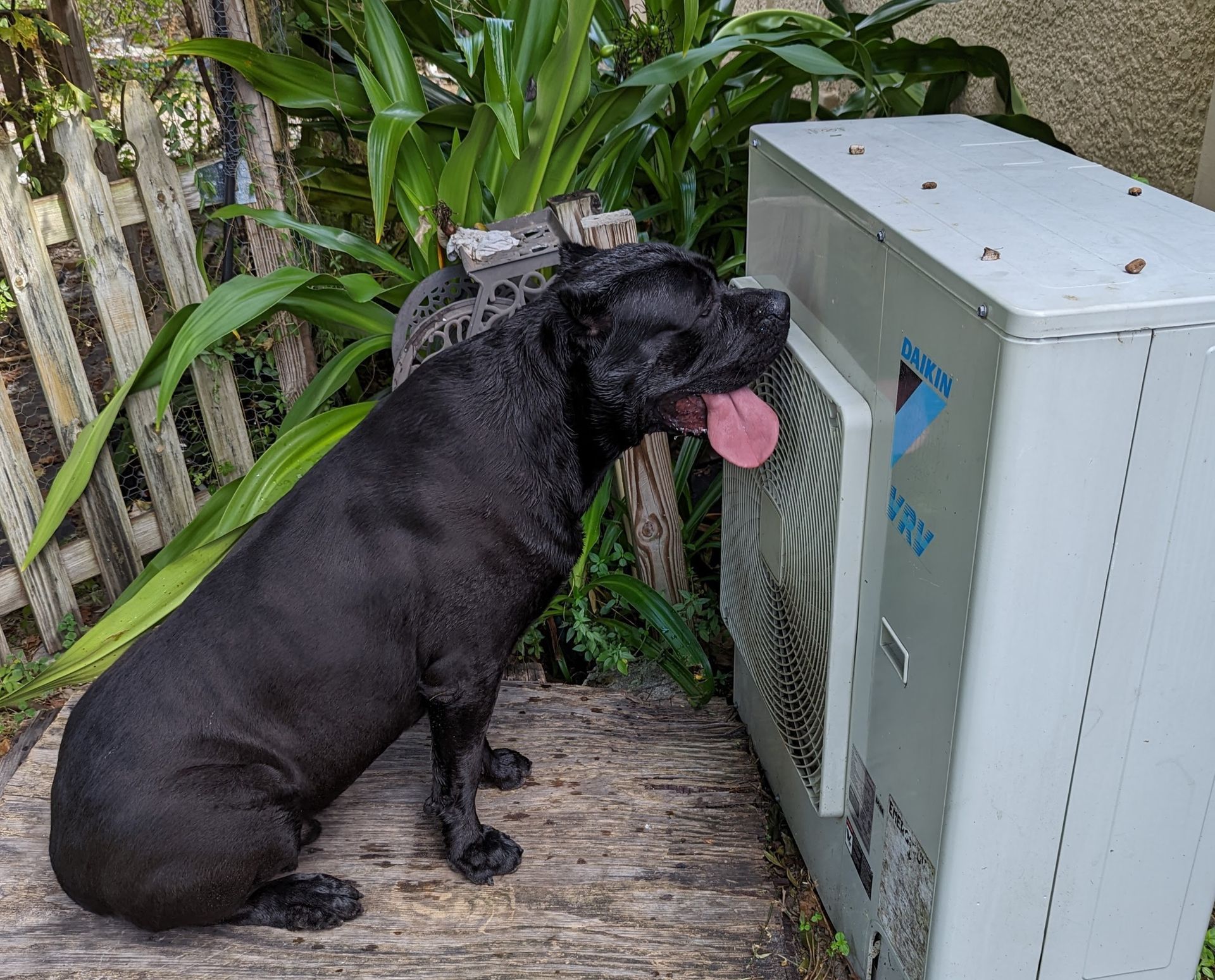 Black dog sitting with tongue out beside a white outdoor air-conditioning unit in a garden.