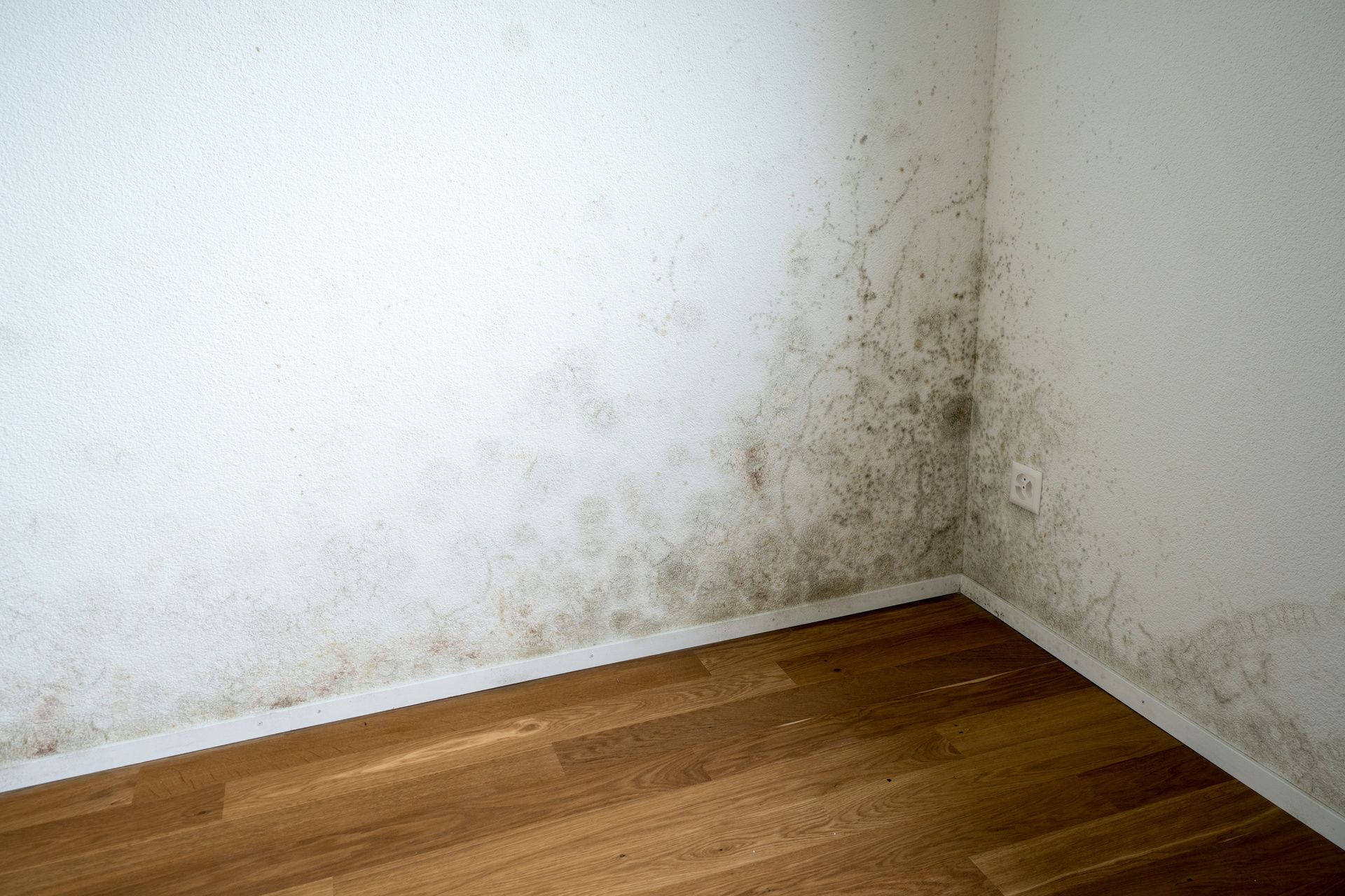 Mold and mildew stains on a white corner wall above a wooden floor.