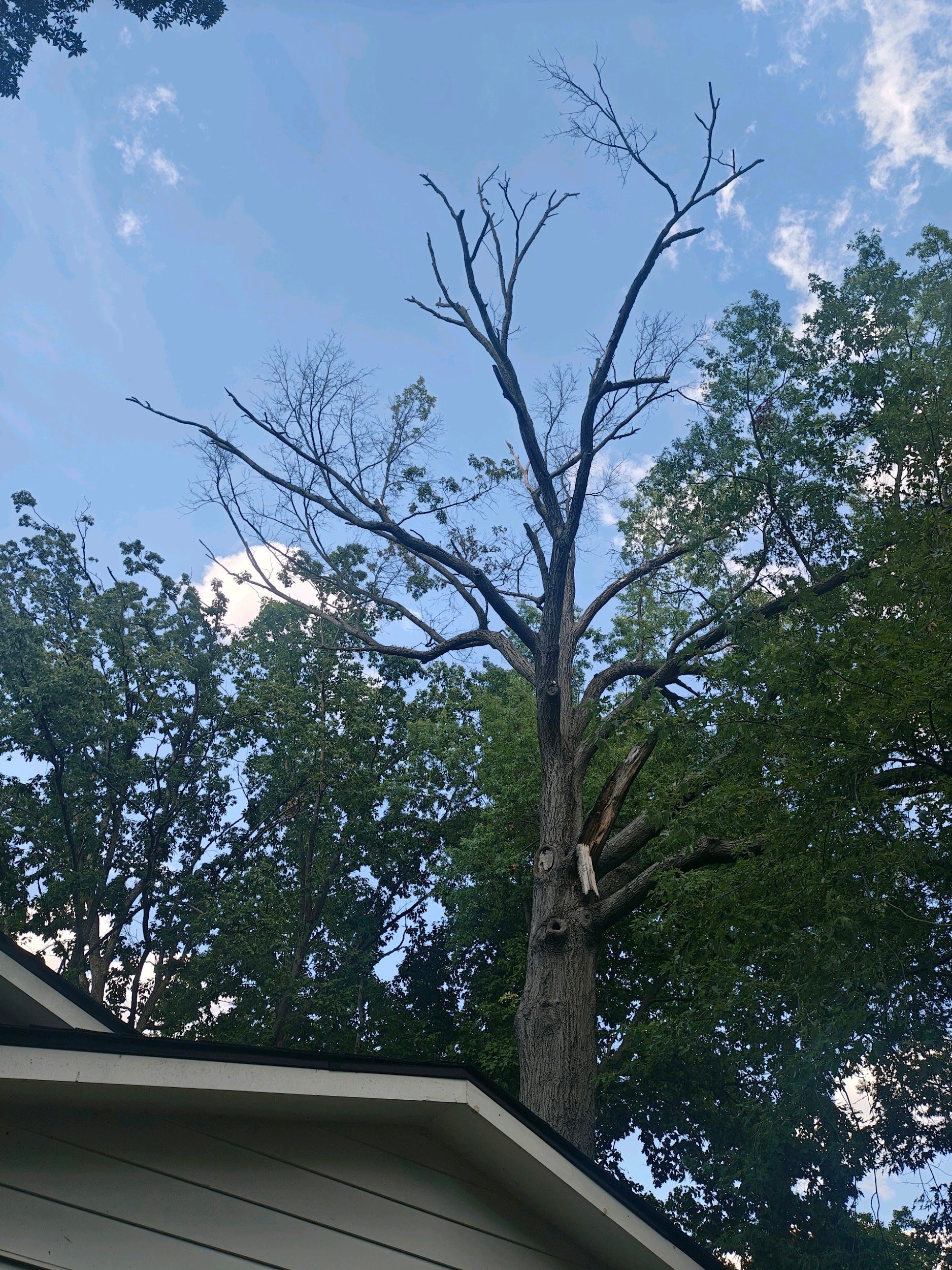Tall tree with dead branches reaching into a blue sky.