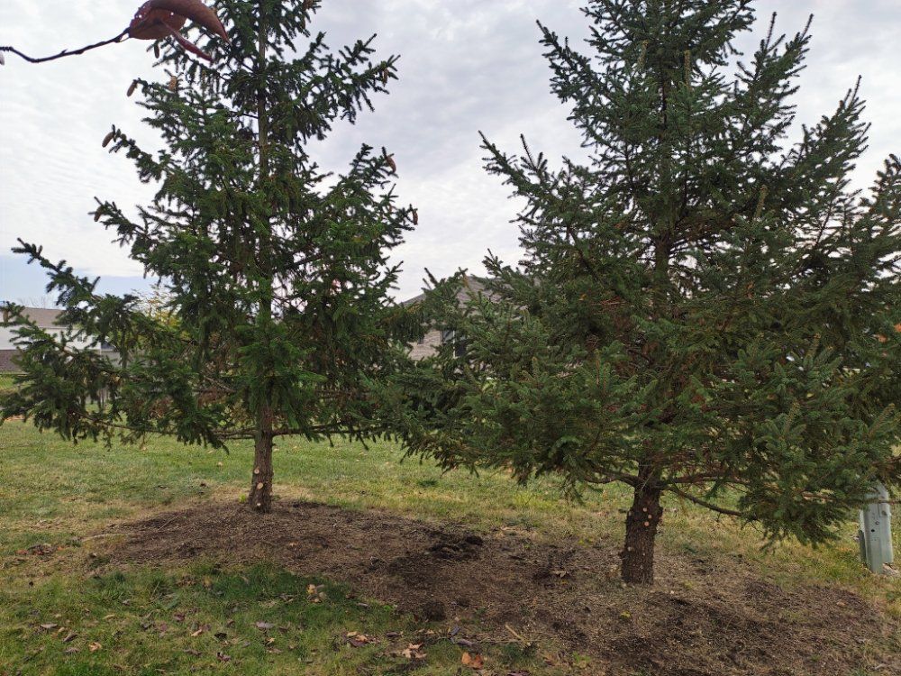 Two evergreen trees planted in grass, mulched at the base, under a cloudy sky.