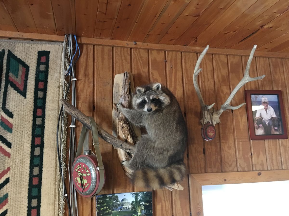 A raccoon is hanging from a tree branch on a wooden wall.